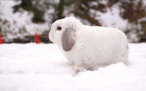 怎么养兔子比较亲人 2061136d50304436842f66ad9f967132.jpeg