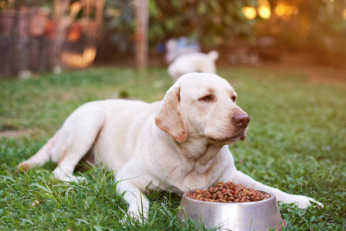 拉布拉多犬感冒怎么办