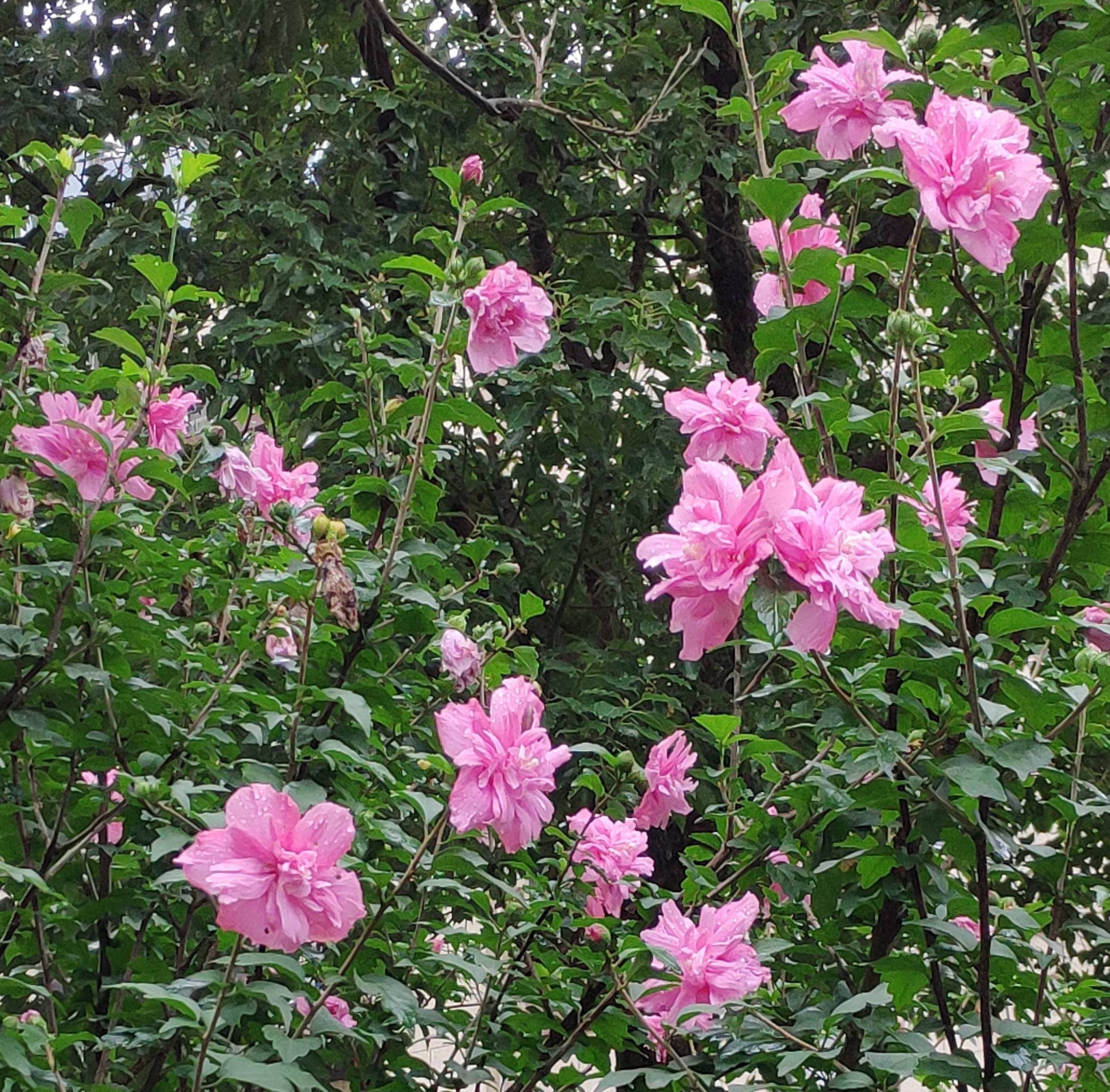 夏至木槿花又開了