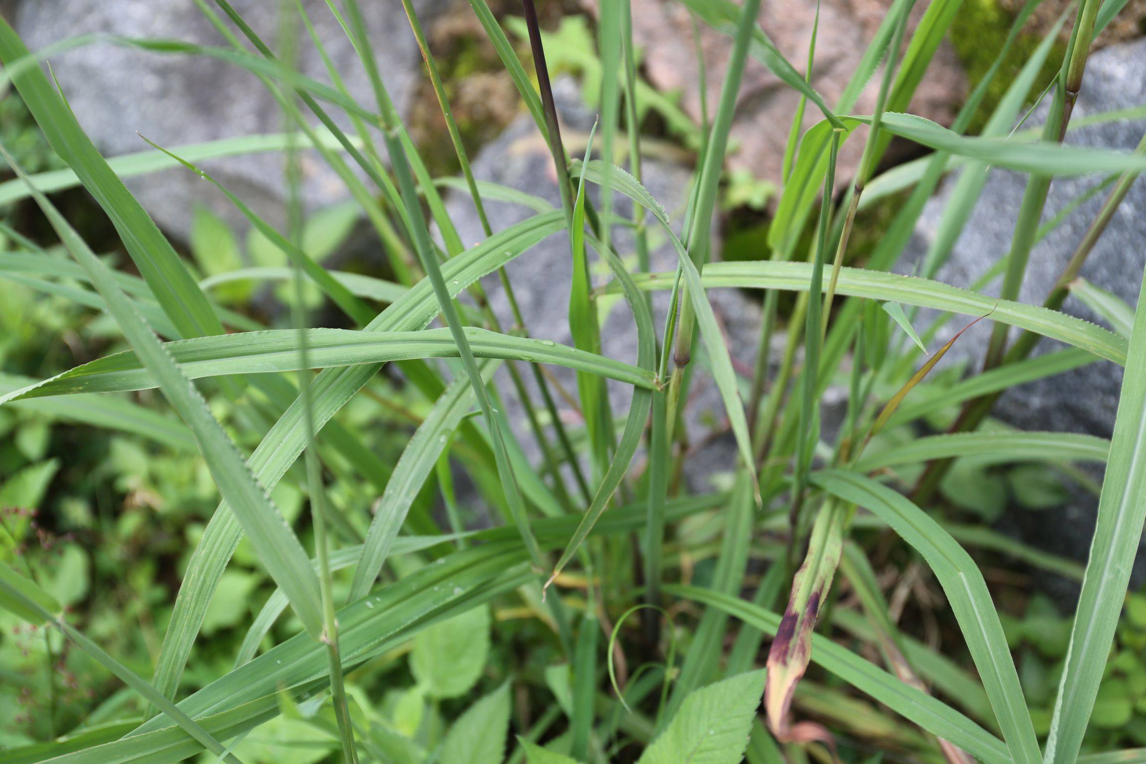 庆元植物1411禾本科雀稗属丝毛雀稗