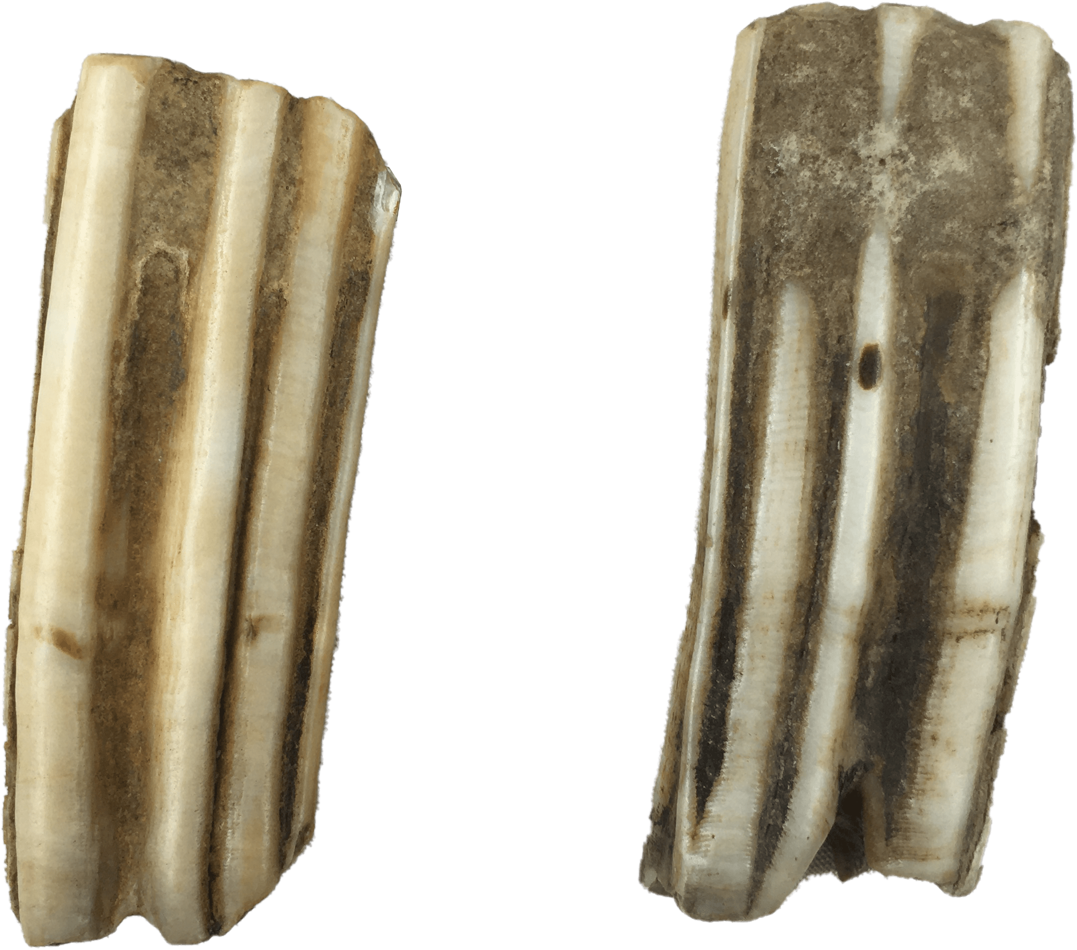 阿贝力龙牙齿化石图片