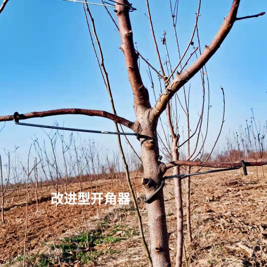 果树拉枝器开角器a果树拉枝器开角器的各种型号及使用 枝条