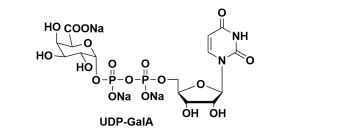 udpad半乳糖醛酸三钠盐udpgalacturonicacidudp半乳糖醛酸的各种叫法