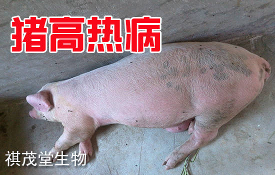 猪高热病的症状与治疗用什么药?猪高热混感怎么治?