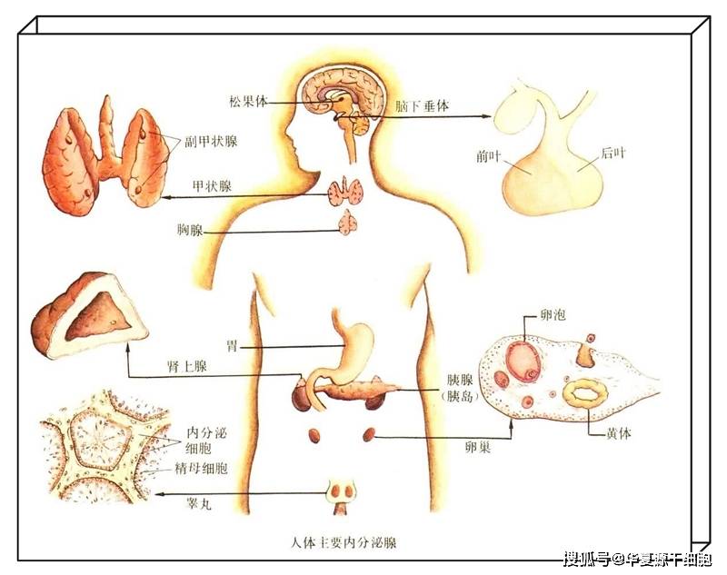 人体内分泌腺分布图图片