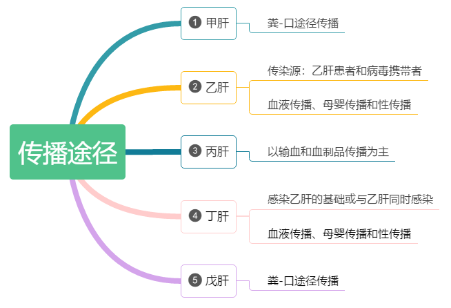 因为每一种病毒性肝炎的传播途径不一样,所以在潜伏期也是不一样的