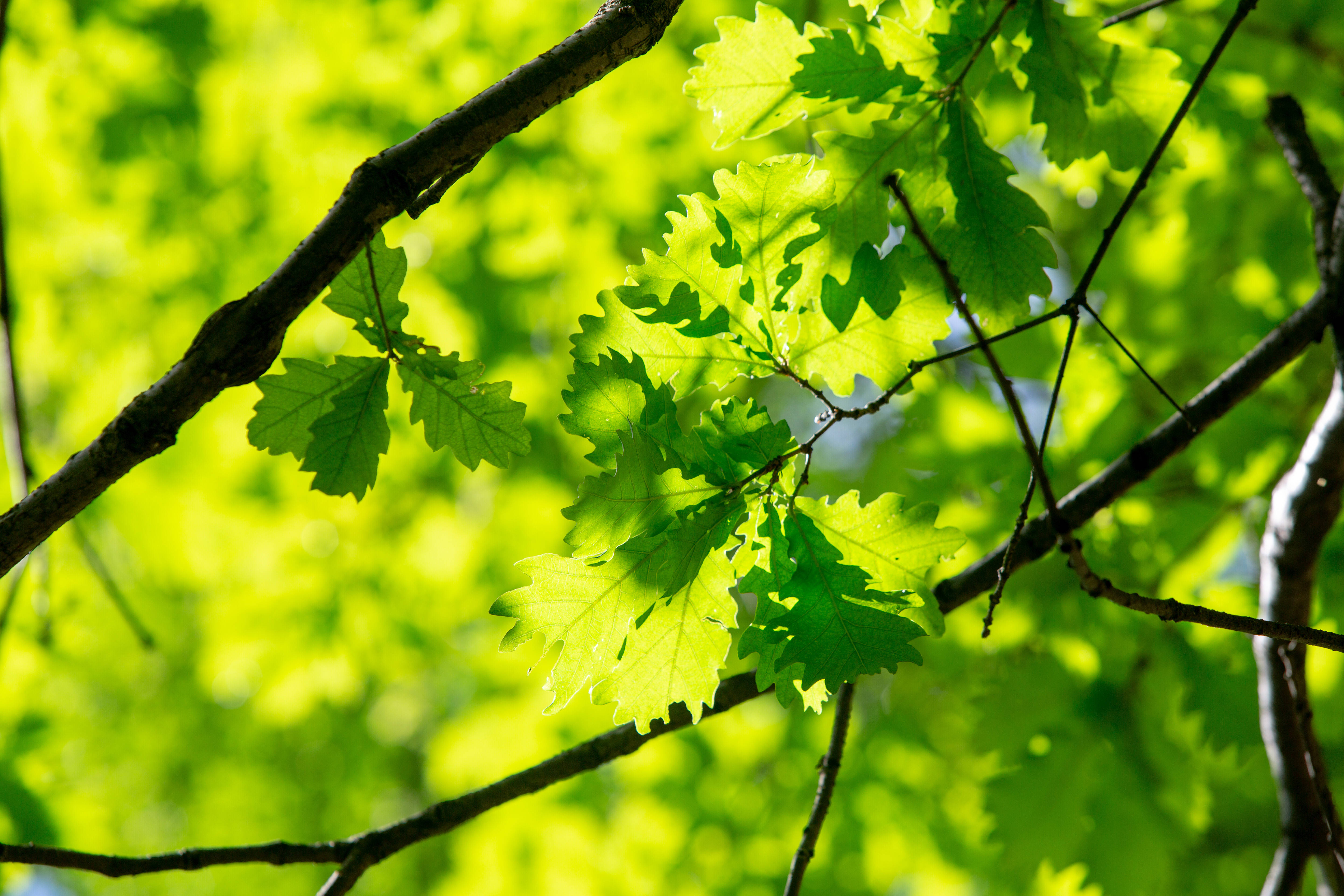 丁香花海白石山山體的雄偉壯闊,森林的蒼勁有力彰顯著太行山傲立挺拔