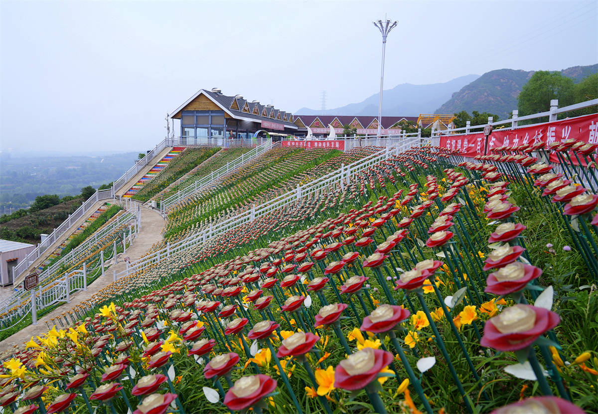 原创花海星空美不胜收的玫瑰情园