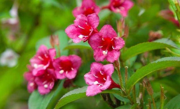 十二生肖 21年6月29日 明日大运解析