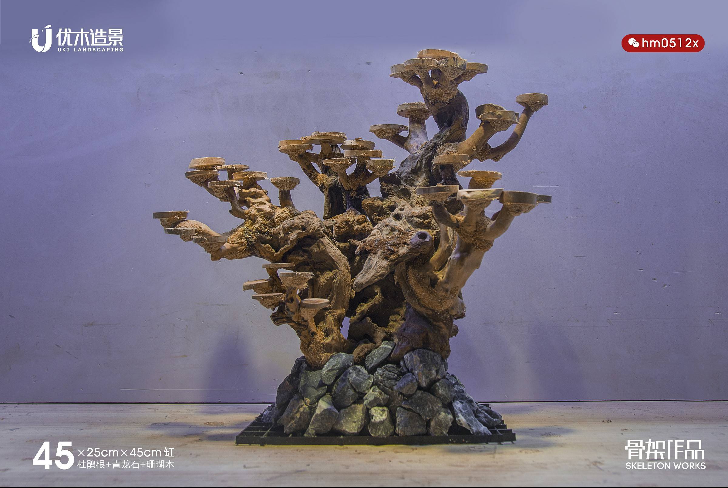 为小缸准备的多款辣椒榕莫斯树