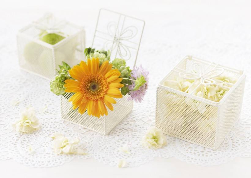 老子|性子急的人千万别养柯基，别问我为什么……