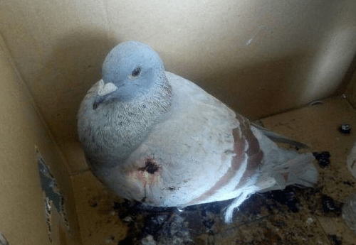 鸽子吃大米拉稀怎么办