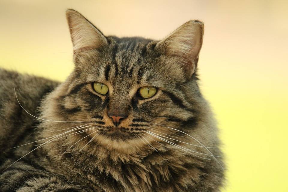 百加世 上厕所被偷窥 猫猫的好奇心有多强 生活