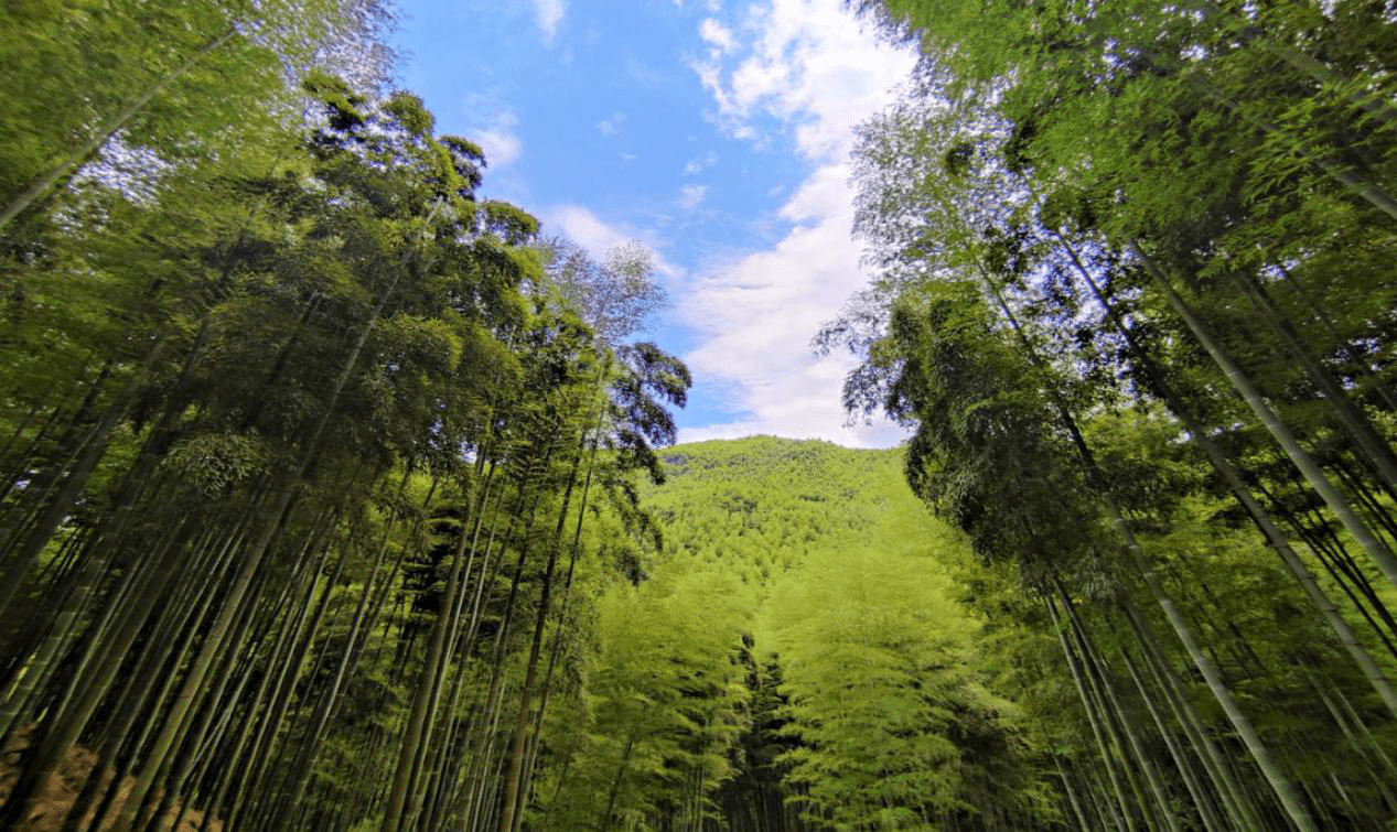 竹海觅清凉,光影话江湖