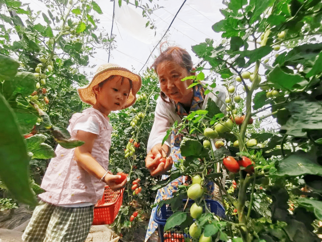 致富梦|旬邑：小小圣女果撑起赵大叔的致富梦