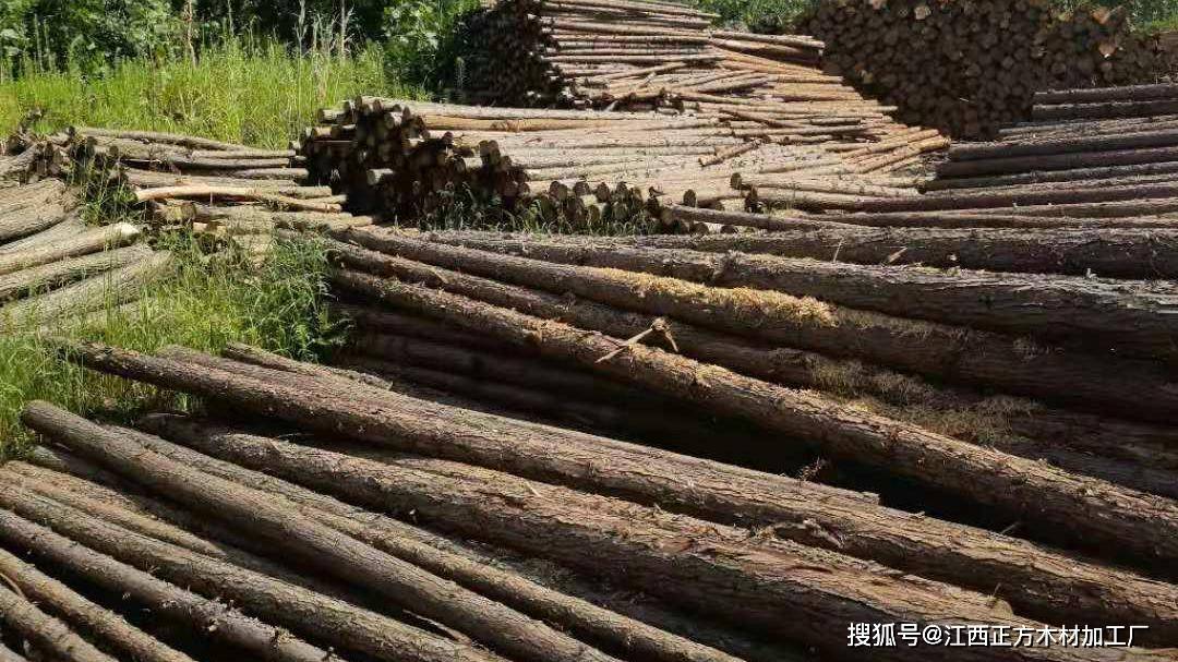 杉树木材价格多少钱一立方