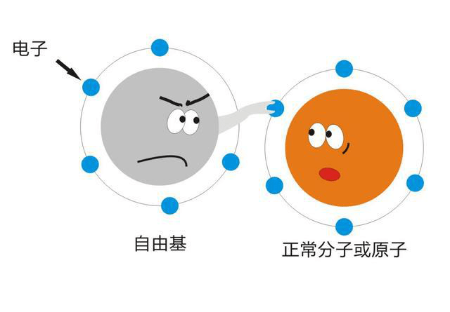 氧化|DNA每年损失6%，延缓衰老有其他路径吗？