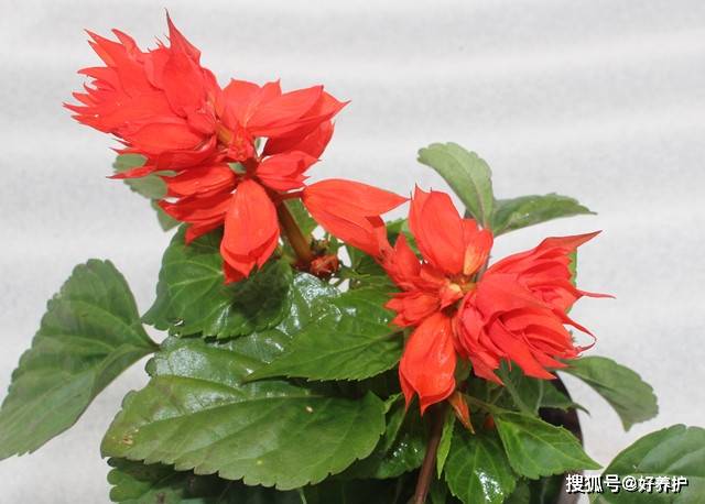 一串红养护5要点 开花多 花期长 从盛夏开到深秋 湿度