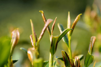 美丽云南第二季翠华贡茶历久弥香美物昭通翠华茶