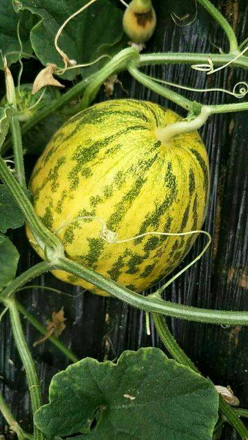 口感好,市场价值高,这类香瓜的代表品种有"金纯八里香",属于薄皮甜瓜