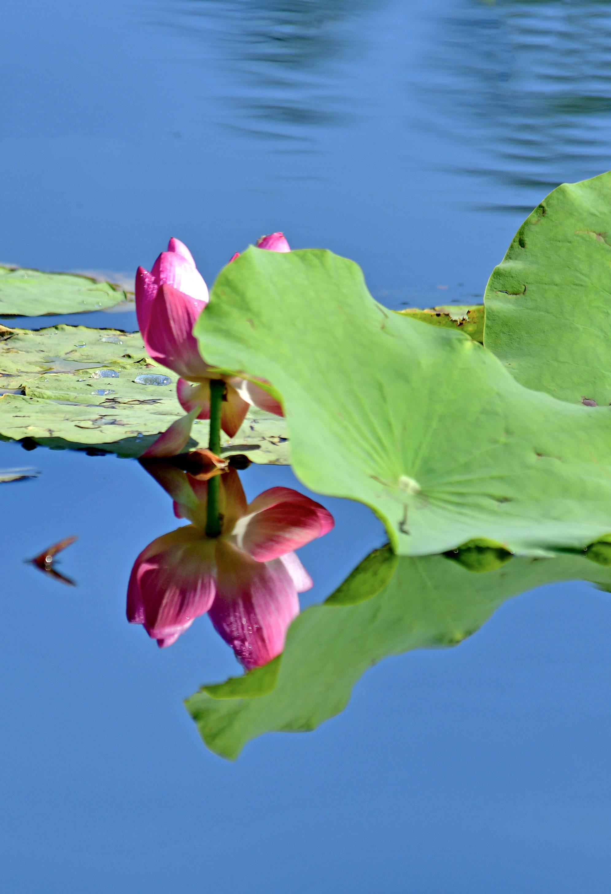 一年一度荷花红大暑观荷正当时