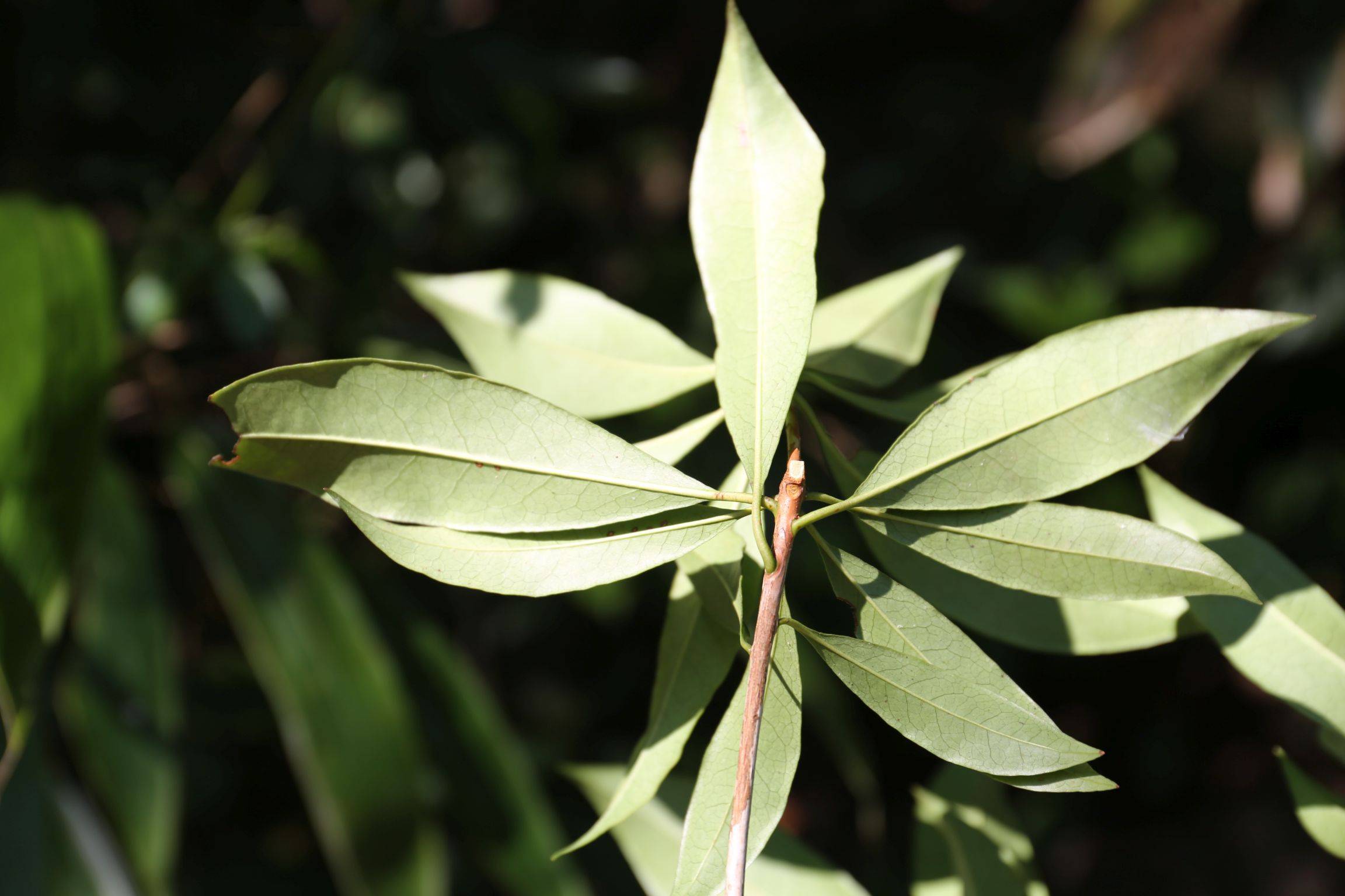 庆元植物1419-杜鹃花科-杜鹃花属-秃房杜鹃(弯蒴杜鹃之变种)