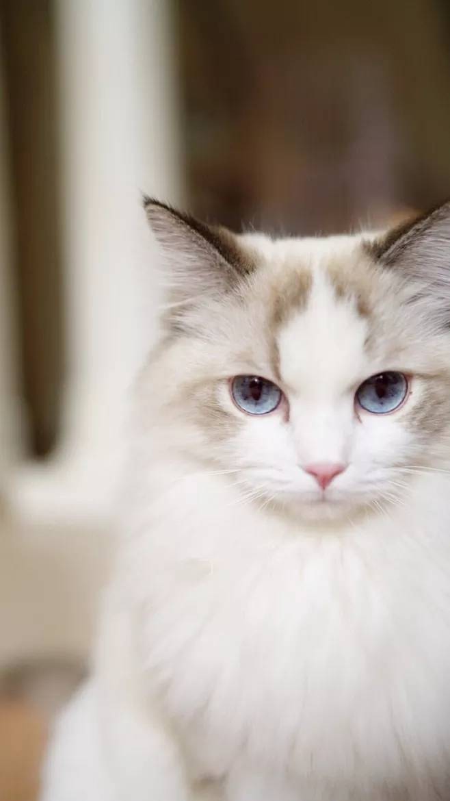 猫咪|这5种猫性格超好,你家的上榜没?