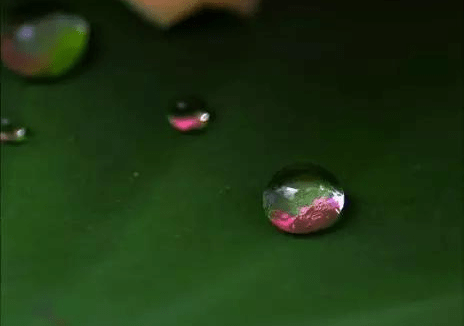 摄影|拍荷花的拍摄技法