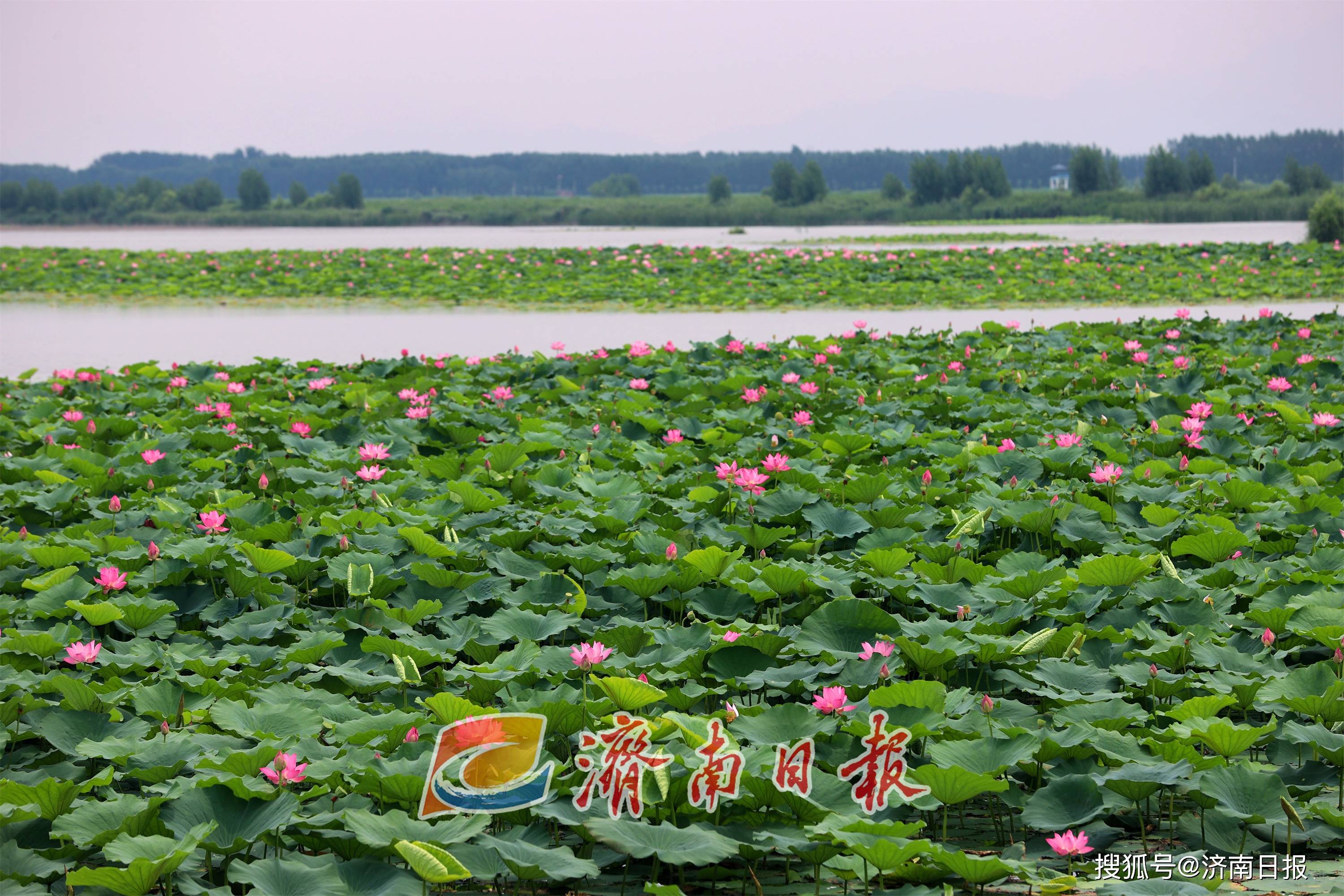 盛夏,位于济南章丘区的白云湖国家湿地公园进入一年中最美的时节,湿地