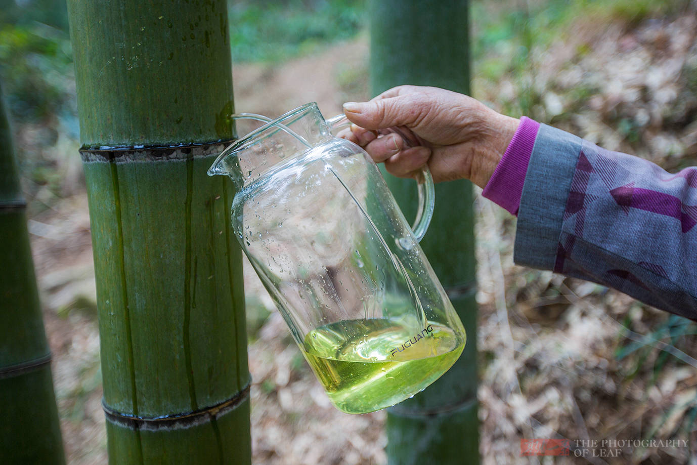 竹酒|亲眼看到活竹子里流出竹酒，为何还有人说是假的？这里的水很深