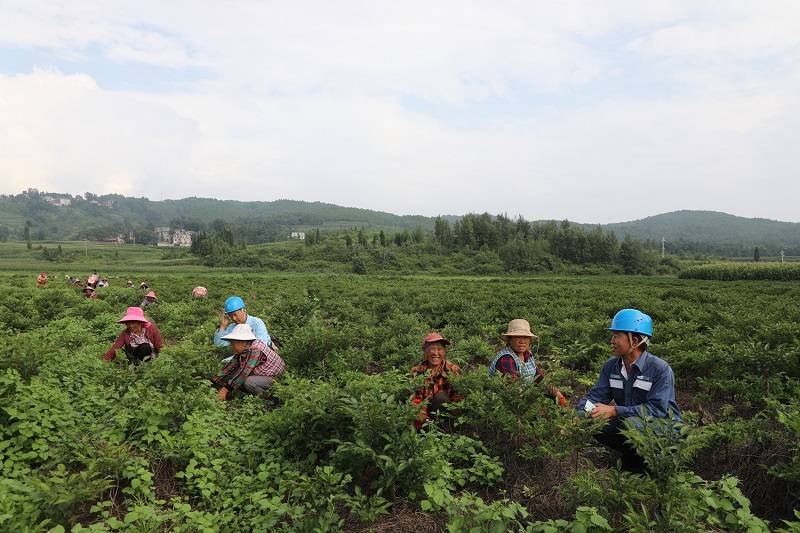 南方电网云南曲靖供电局有力有效助力农村种植业经济发展