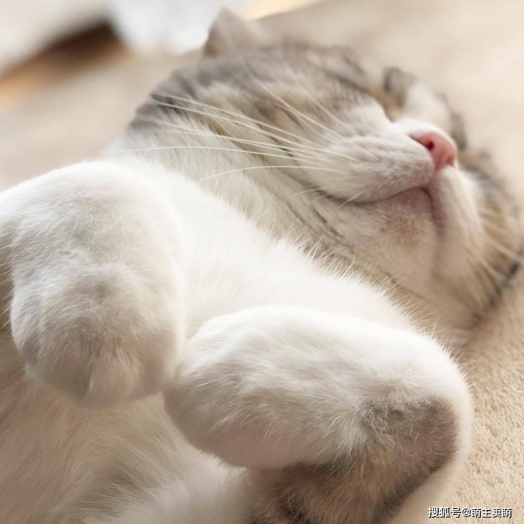 肥肥的一团猫-搜狐大视野-搜狐新闻