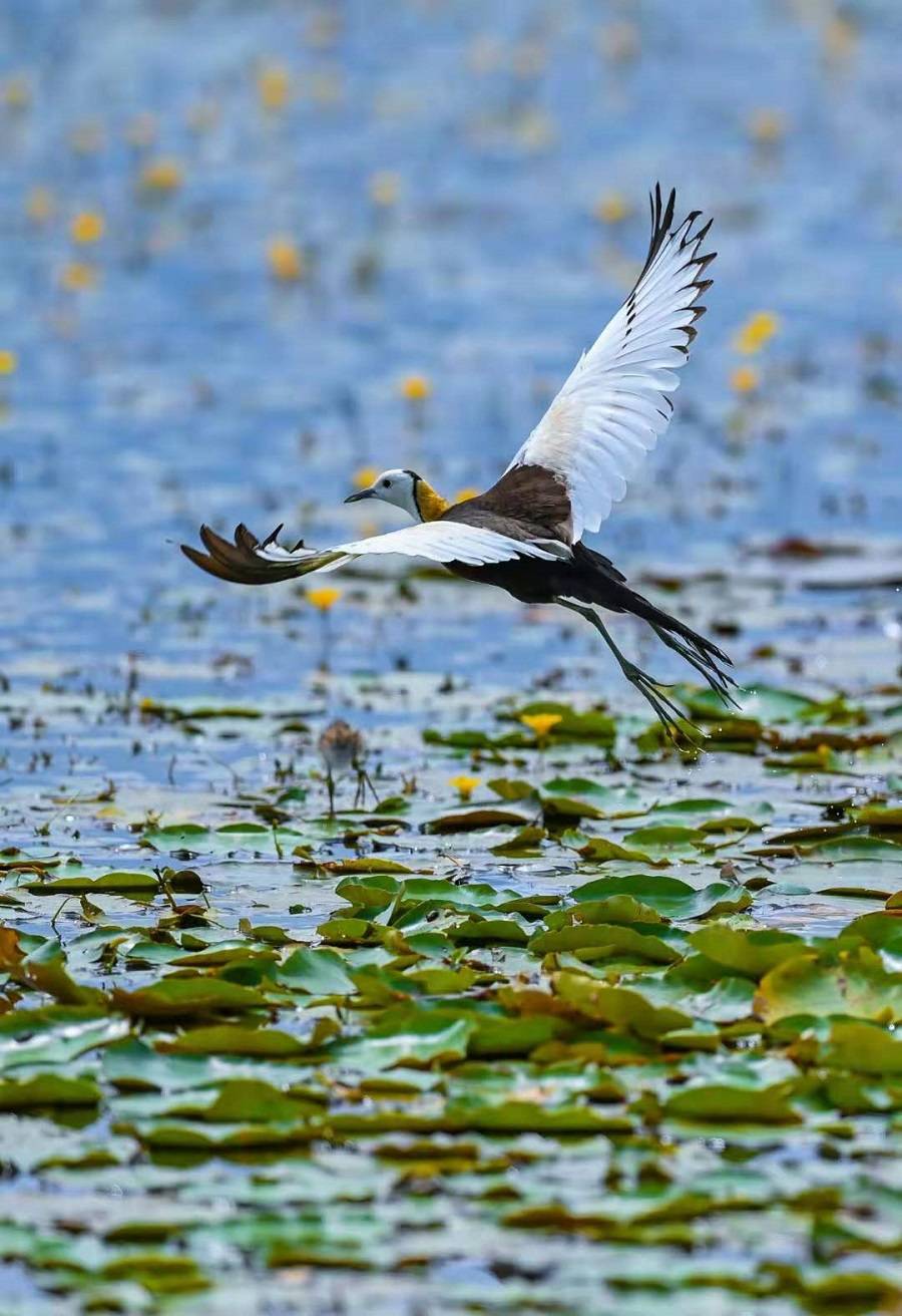 云南保山生物多样性之美:"凌波仙子"水上舞