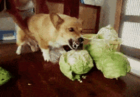 水平|搞笑GIF趣图，我就喜欢爱劳动的人