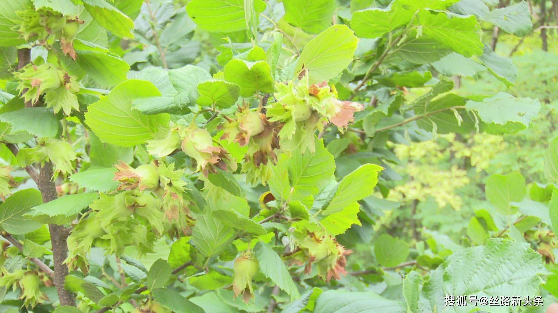 榛子做为"四大坚果"之一,有着"坚果之王"的称号,其营养价值丰富作为