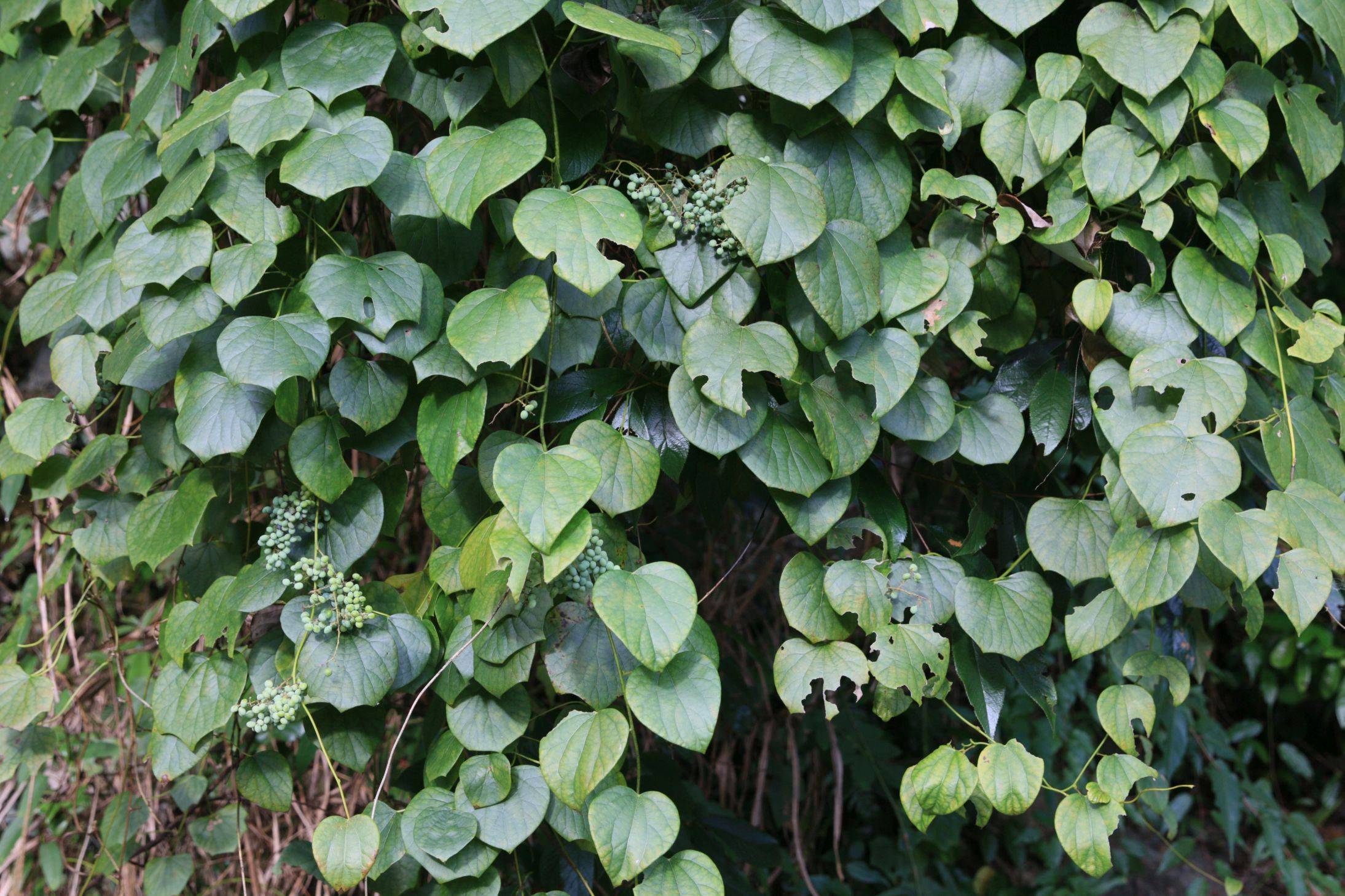 庆元植物1426防己科风龙属风龙青风藤汉防己防己