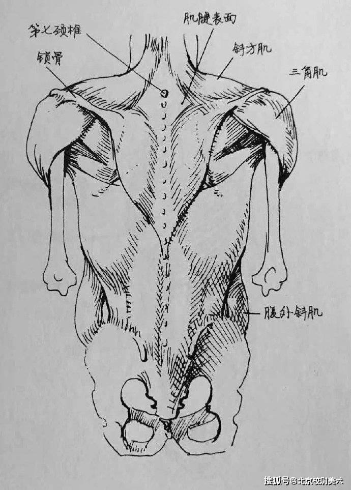 肩膀和臀部之间的区域称作躯干