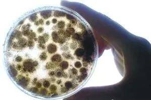 养殖业|霉菌毒素为什么是隐性杀手？看看它的这五大特点就知道