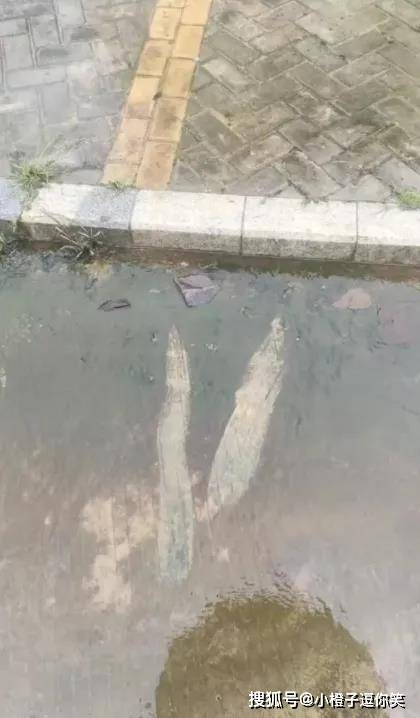 爆笑時刻：如何確定自己是不是爸爸親生的 搞笑整蠱 第2张