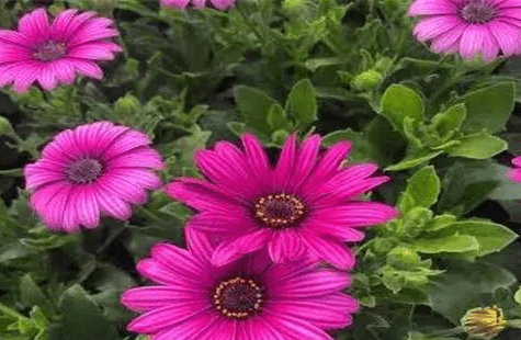 明天8月13日 财神加持 运势超棒的4星座 心想事成 桃花朵朵 财运旺盛 微头条