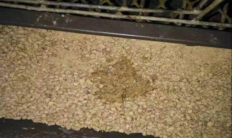 养殖业|霉菌毒素为什么是隐性杀手？看看它的这五大特点就知道