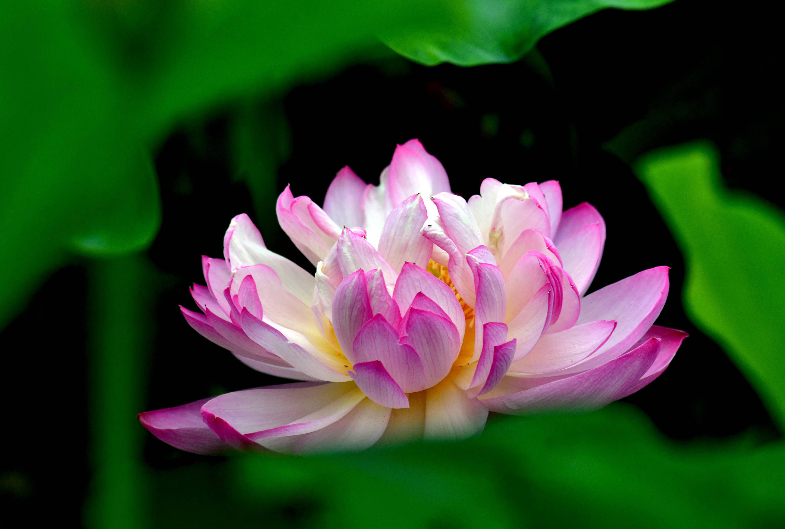 圆明园里观荷花九荷花品鉴下