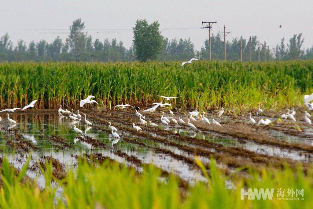 由于今年雨水充沛,部分农田有了积水,这些当地农村不常见到的水鸟也"