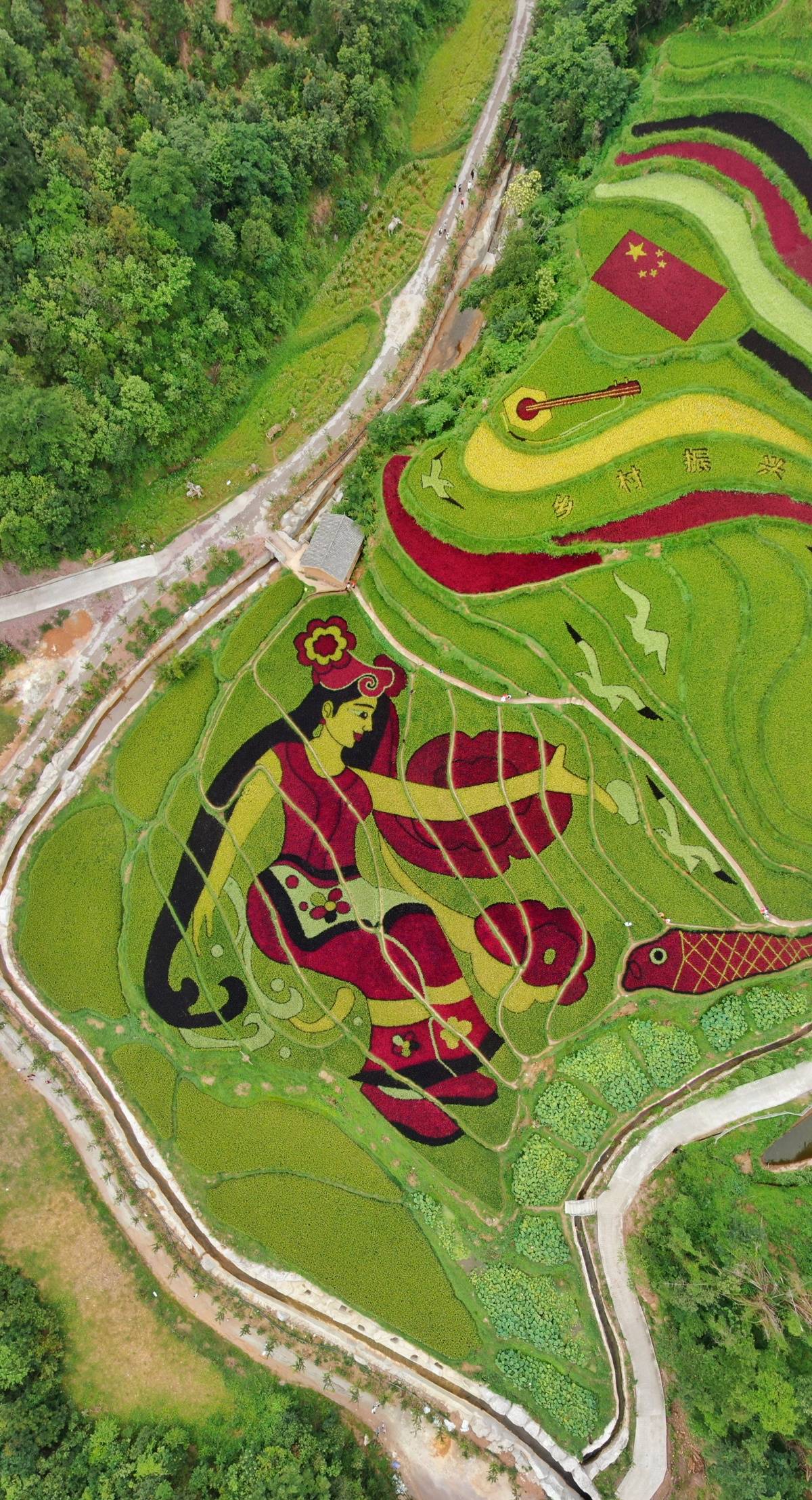 昆明彩色稻田进入最佳观赏期 大批游客打卡观赏