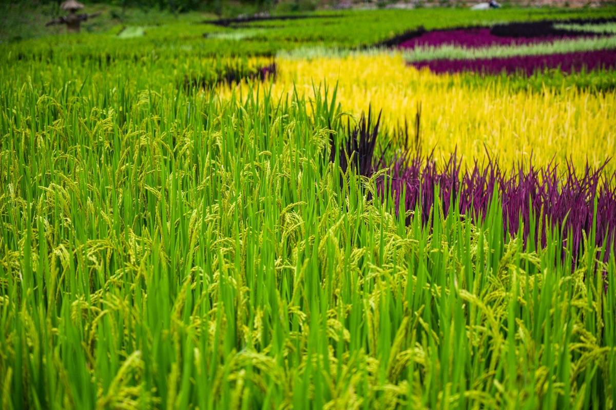 昆明彩色稻田进入最佳观赏期 大批游客打卡观赏