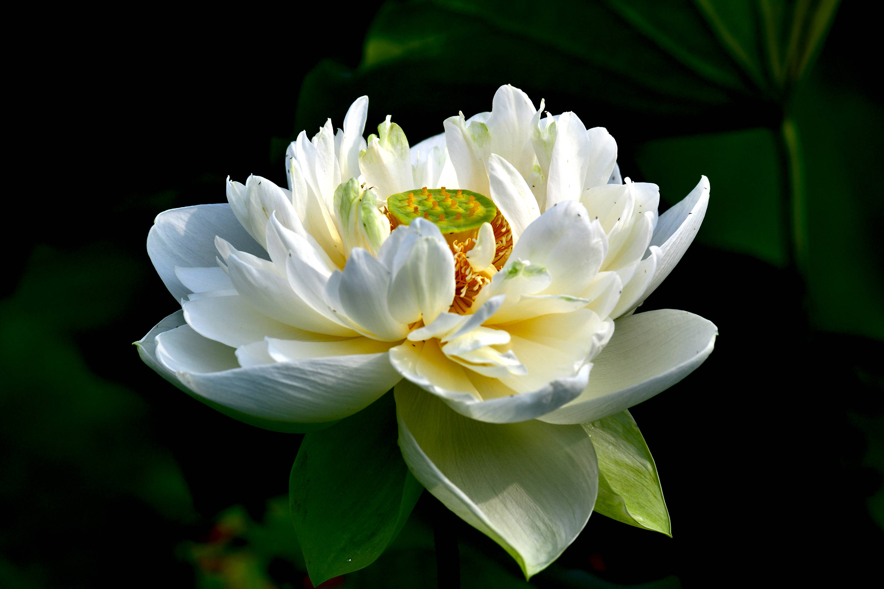 圆明园里观荷花十荷花品鉴续