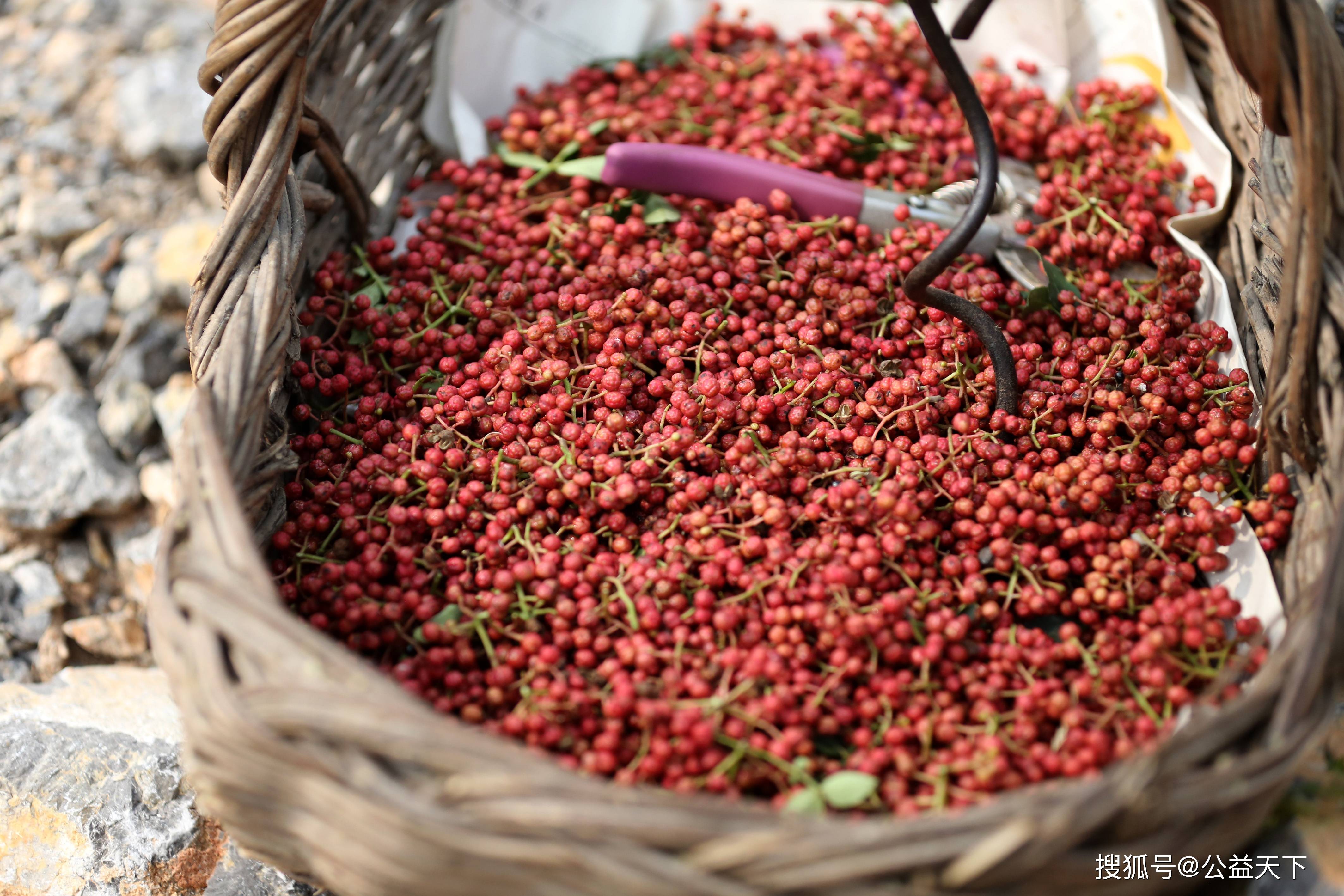 河南安阳:山区花椒采摘忙