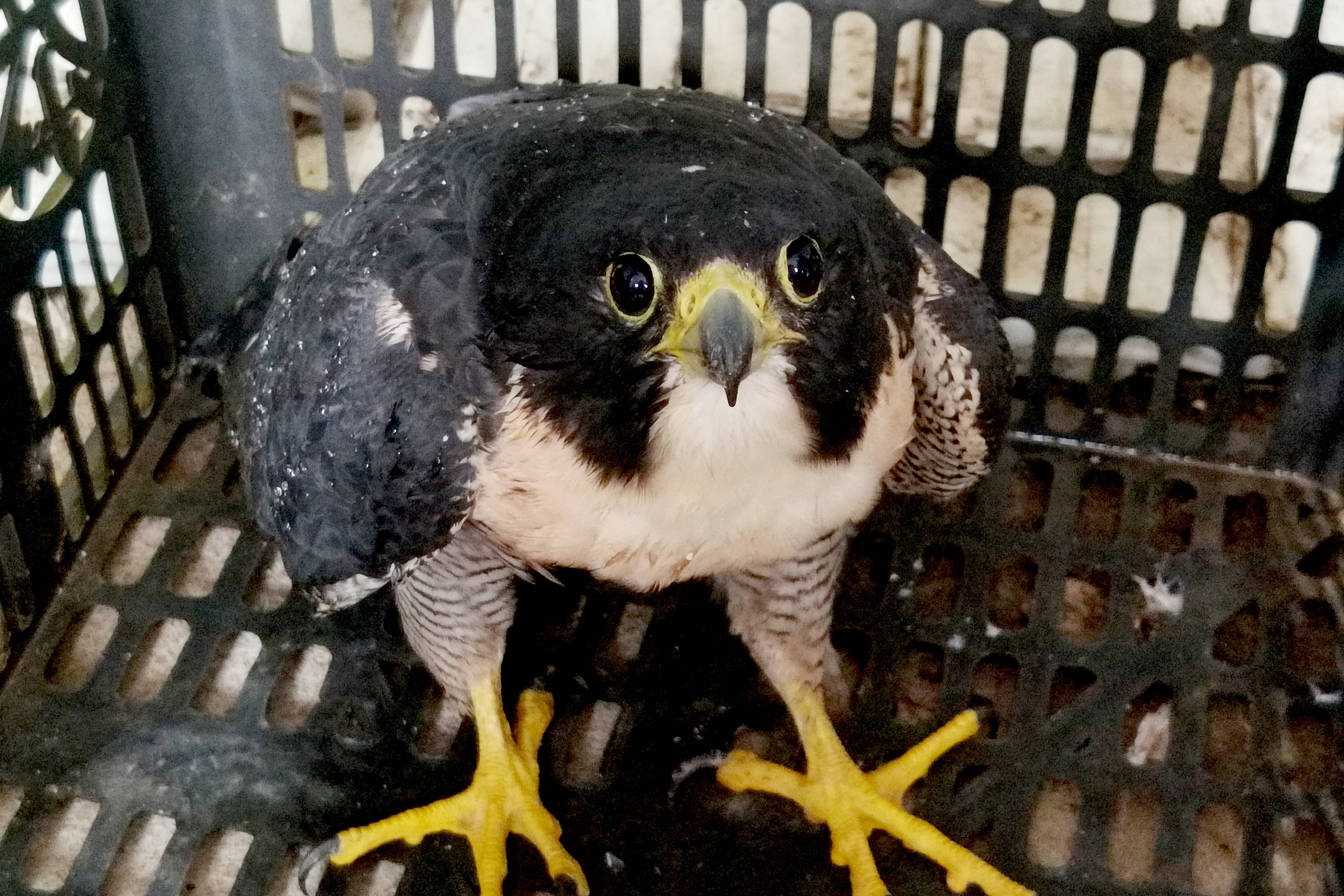 游隼患病落江滩 警民接力救助送医