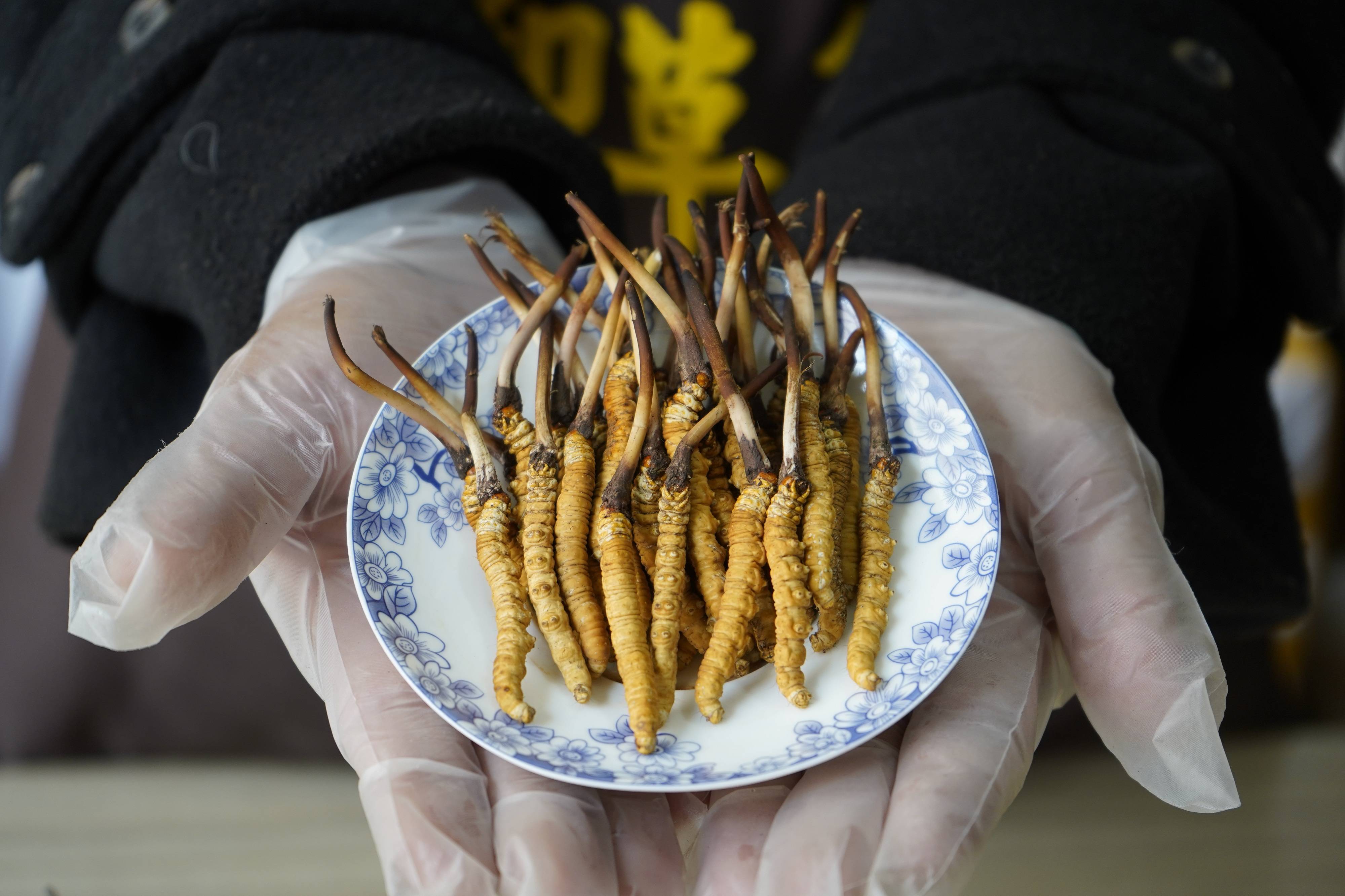 冬虫夏草是什么图片