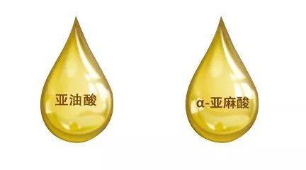 什么|为什么亚麻籽油那么火？它到底隐藏着什么健康的秘密。。。